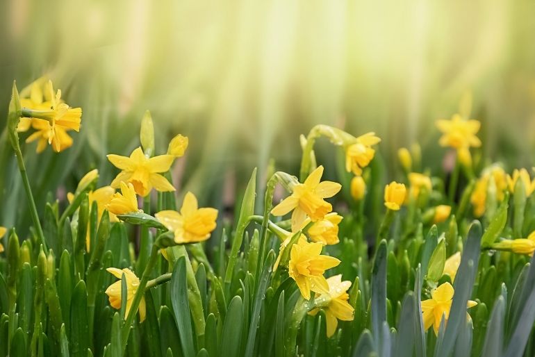 greatlittlebreaks-blog-things-to-do-in-scotland-spring-daffodils